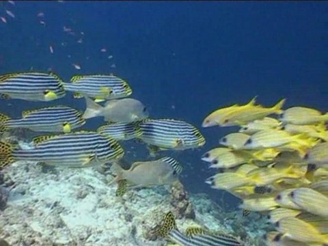 Palm Beach Maldives 2006 diving and flying wmv