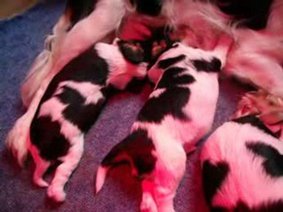 Chiots d'Adéna