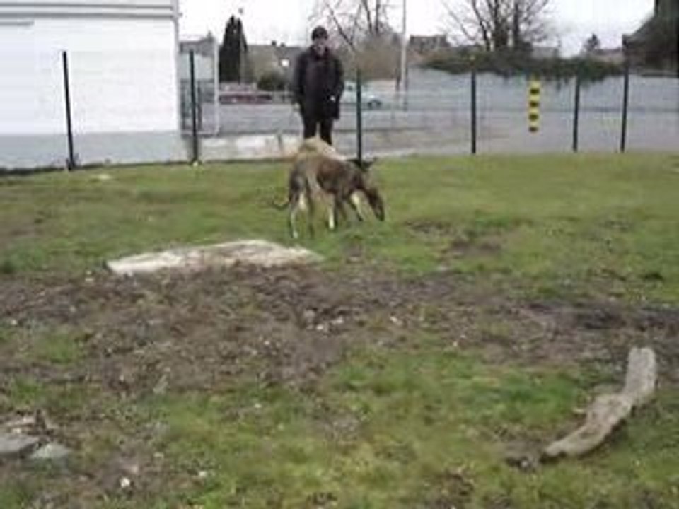 Passion Lévriers, Lali, Paz, Londra