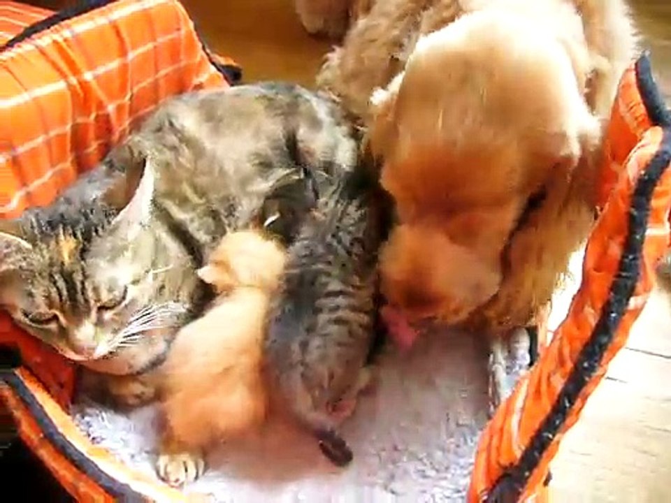Paloma et les chatons