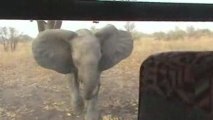 Charge d'un éléphant au Bénin