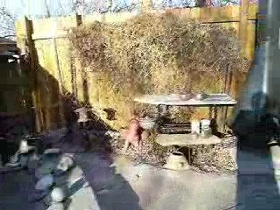 my back yard pond