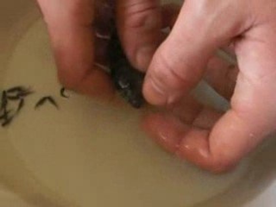 faire cracher femelle cichlide