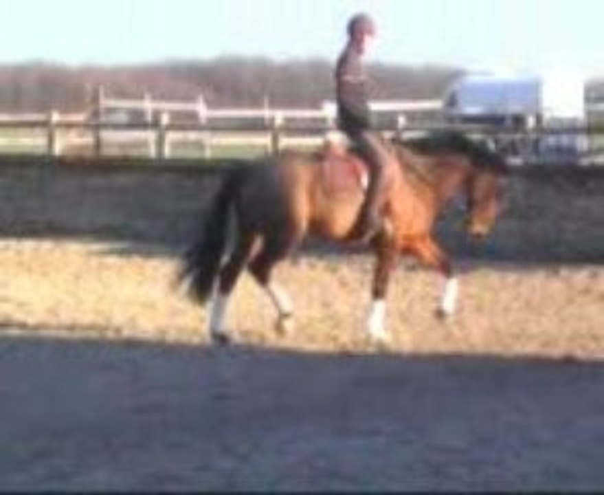 Ouragan  cso dressage