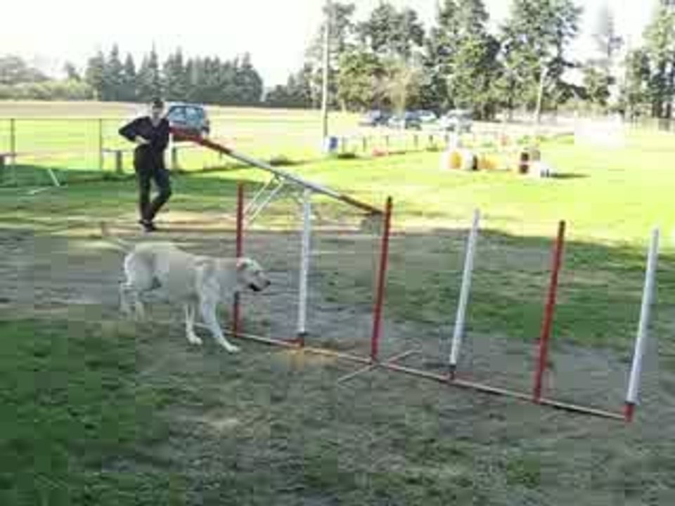 Bambou agility - Google nbsp;Video2