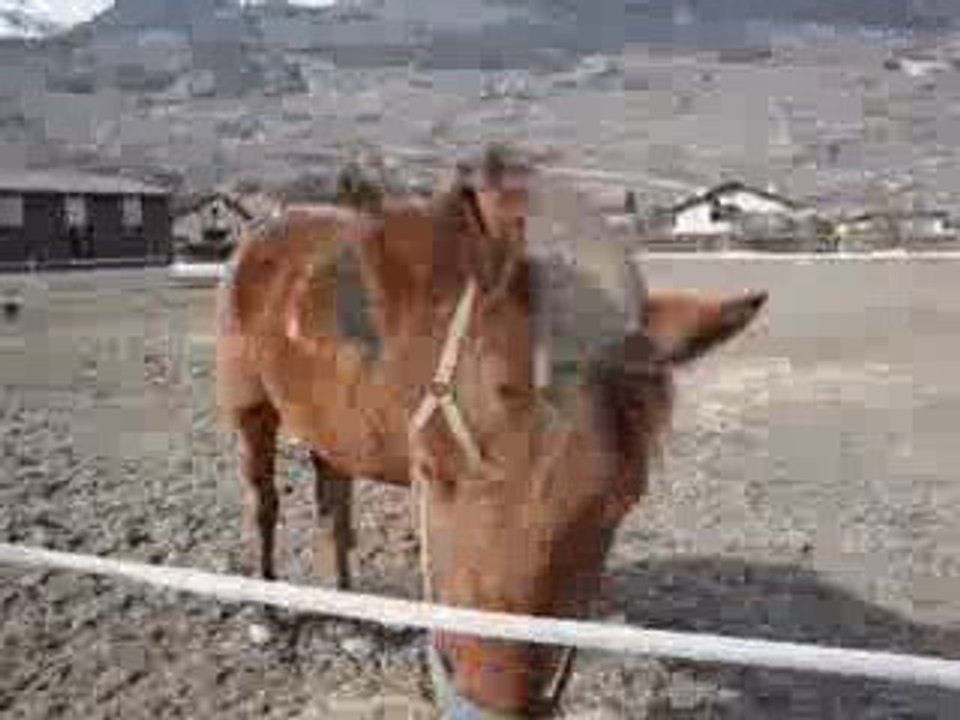 Jimini