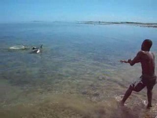 Pêche d'un requin tigre à Mayotte. 11 mars 2009