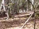 Chasse sanglier