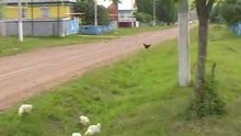 Травка-то вкусная...