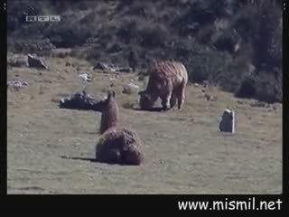 Kameramana saldıran lama