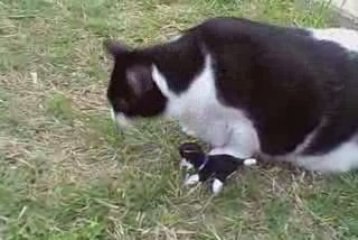 Sneezing Panda Cat     (Remastered)