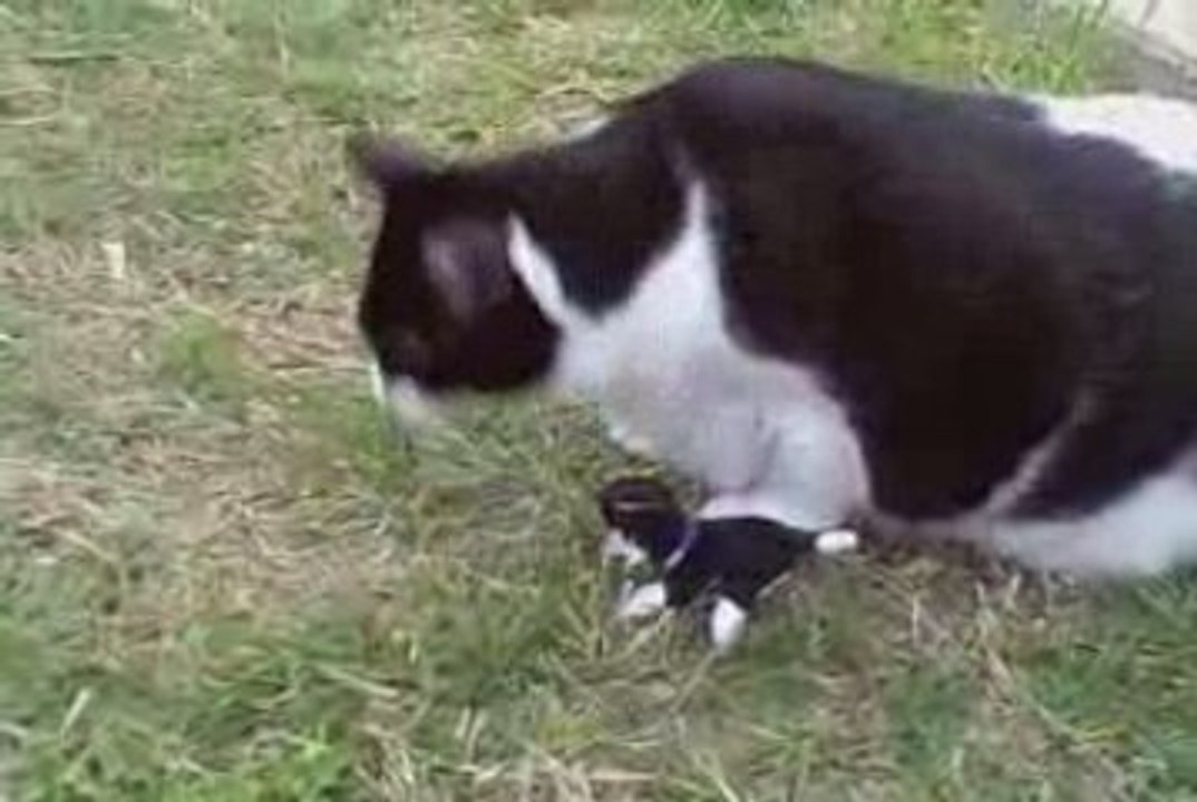 Sneezing Panda Cat     (Remastered)