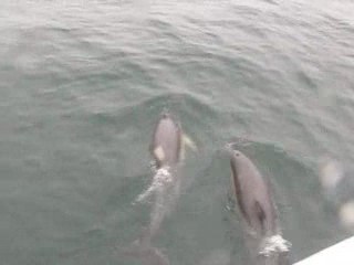 dauphins