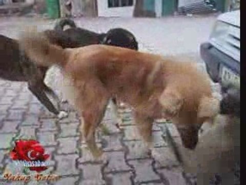 Köpecikler Dere Kasabası önecekte