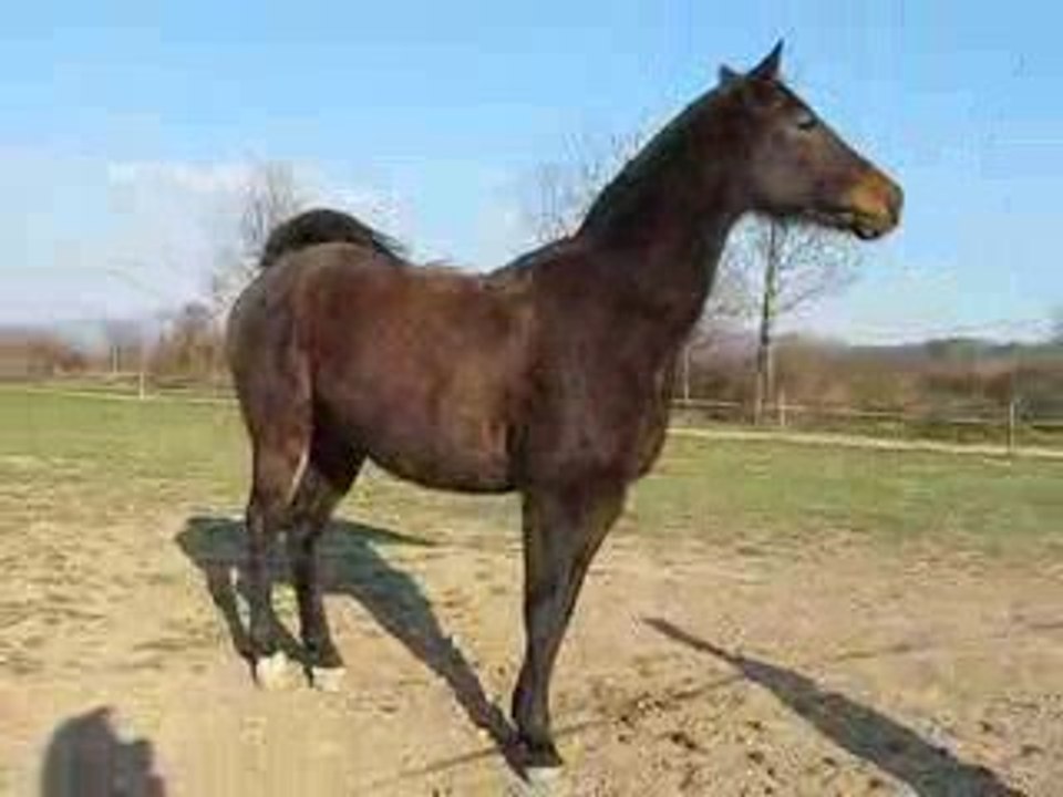 MVI_6979