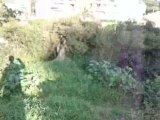 kheops american staffordhire terrier en laisse et avec chat