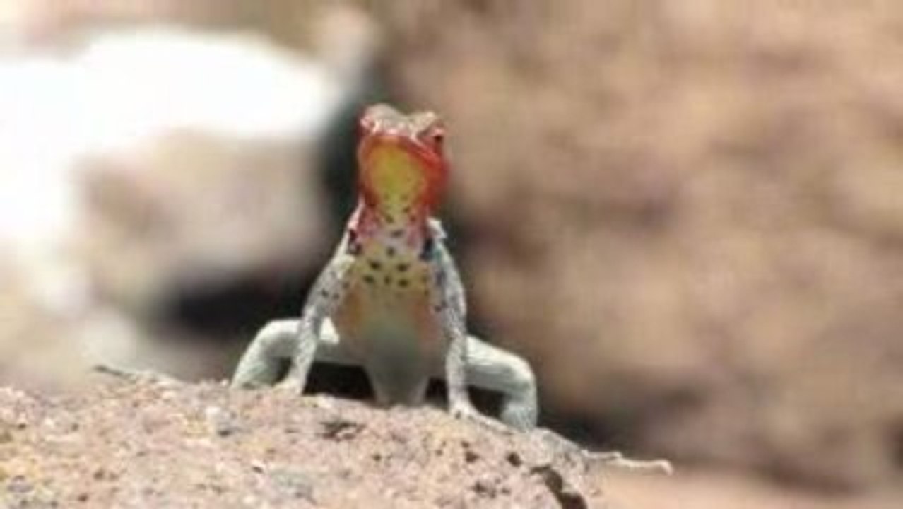 Lizard galapagos