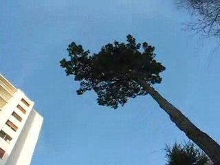 St Sébastien sur Loire : arbre & skyscraper