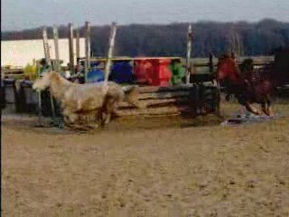 Liberté à l'Eventing