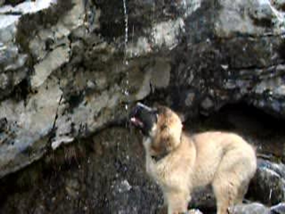 leonberg préhistorique