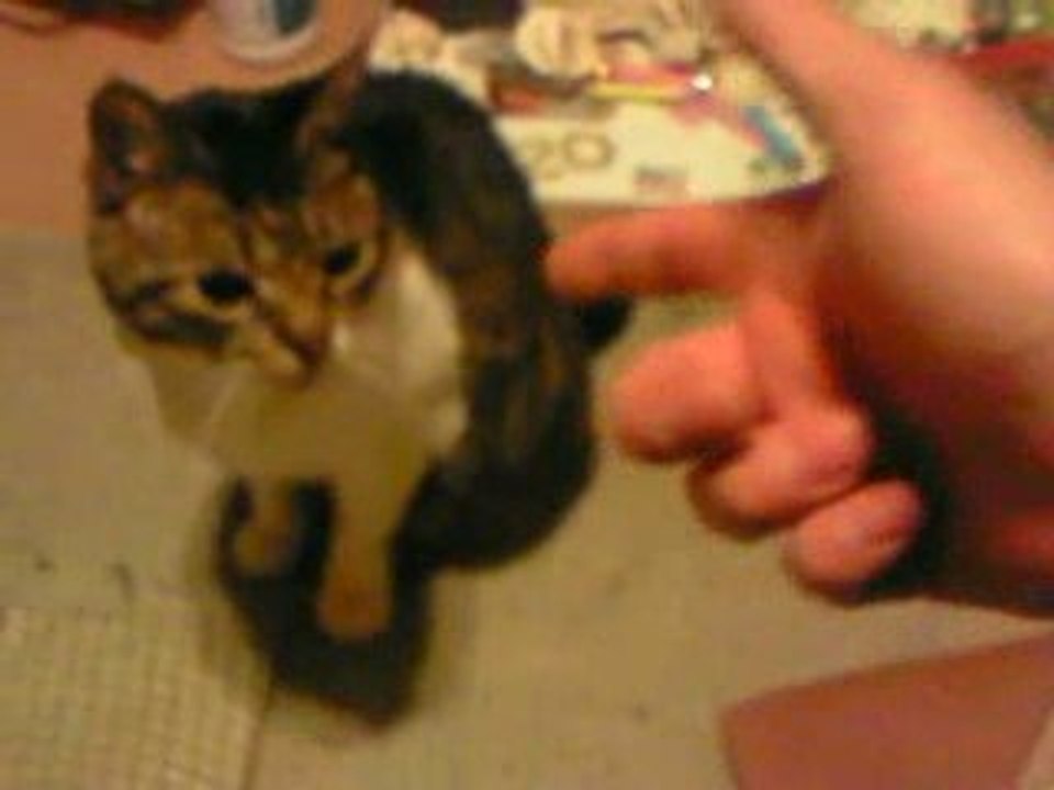 Le chat acteur