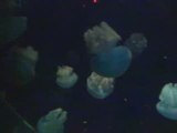 Nausicaa 1 mini méduses