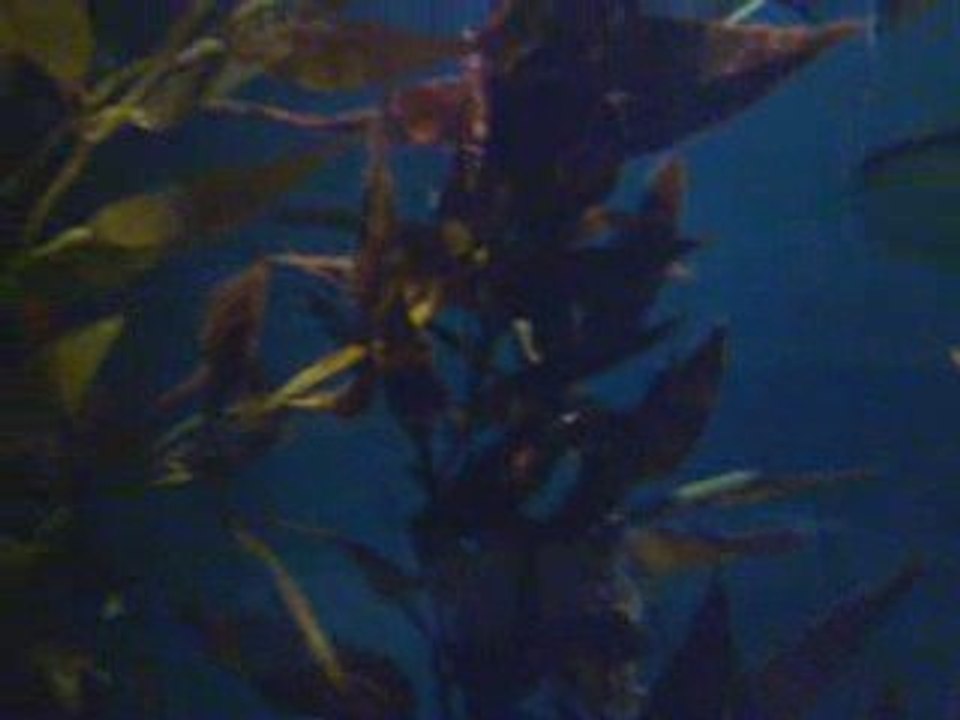 Nausicaa 3 aquarium 2