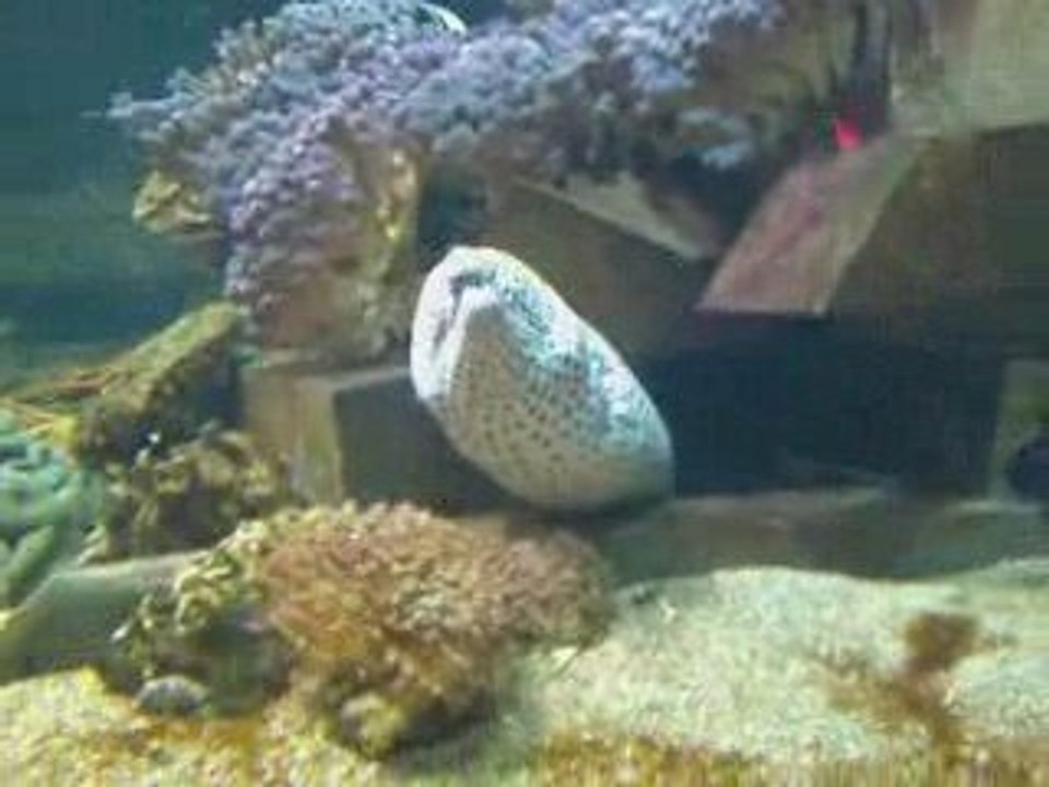 Nausicaa 5 aquarium 4
