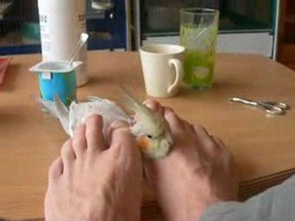 Cali calin pieds lolo
