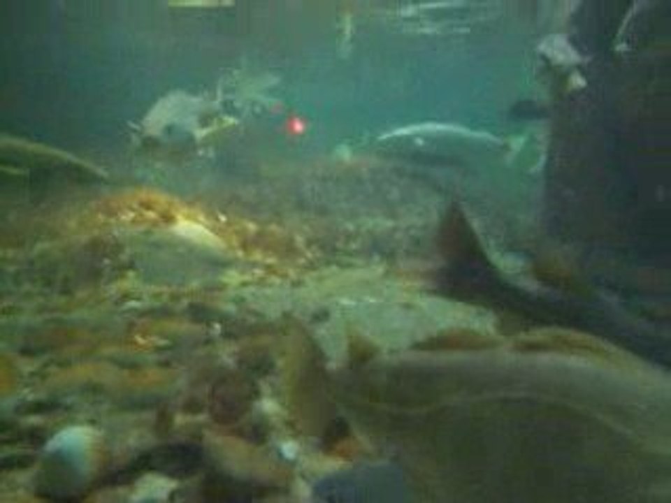 Nausicaa 9 bassin à raies