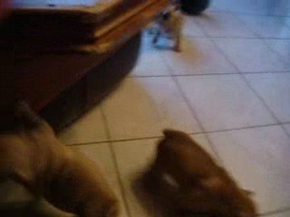bébés bouledogues