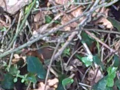 rallye des marais 2009