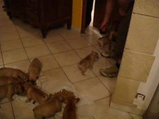 LES PETITS BOLEDOGUES FAUVES