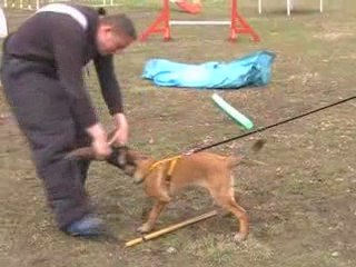 DEMON DU DRAGON ROUGE DE JUPITER A 4 MOIS