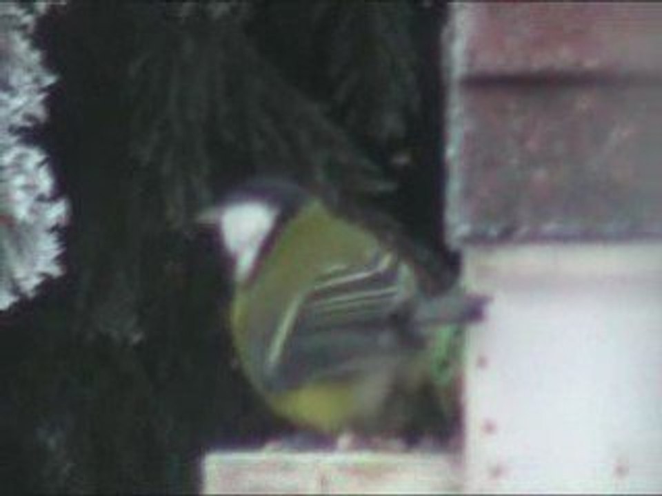 Oiseau en Hiver à Méaudre