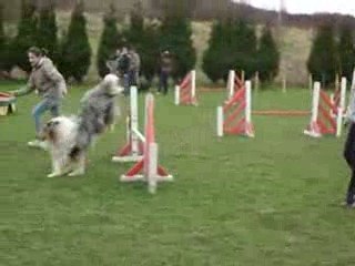 Premier cours d'agility avec Bliss