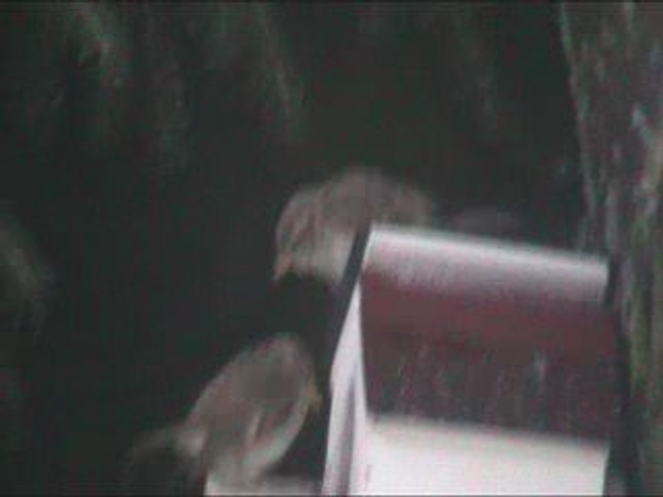 Petits oiseaux