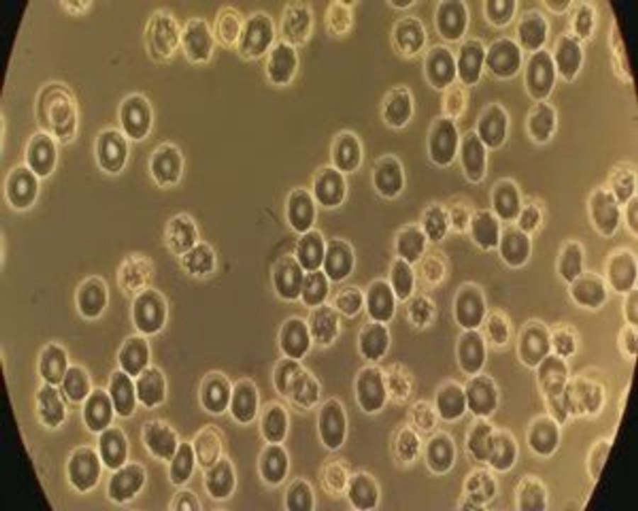 Campylobacter mobilité