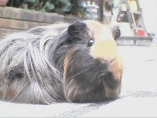 Cochon dinde =).avi