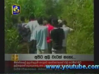 Rampage wild elephant killed 2 at Sigiriya