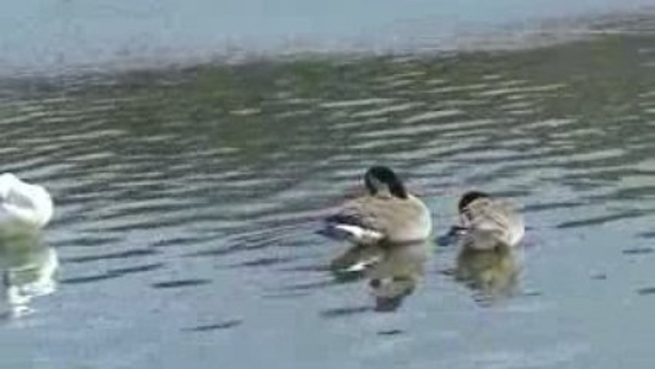 Louvain-la-Neuve Tour du lac M2U00954