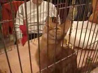 Salon International du Chat Vidéo Abyssin 150309