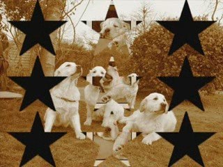 petite / vidéo / de / chiens