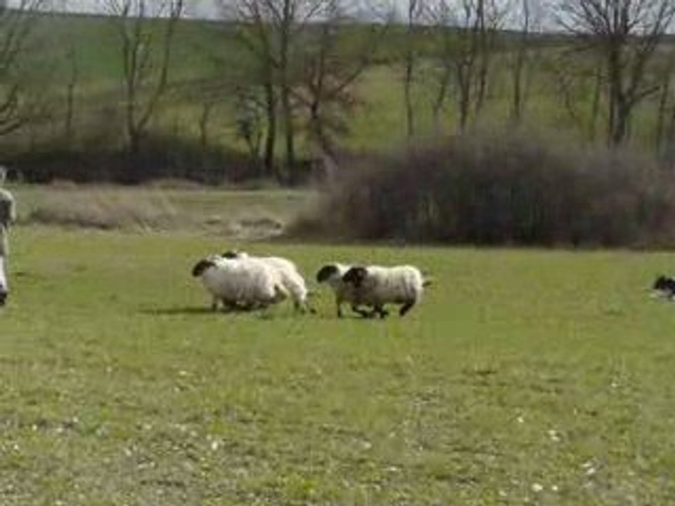 Djuncky 5 mois aux moutons