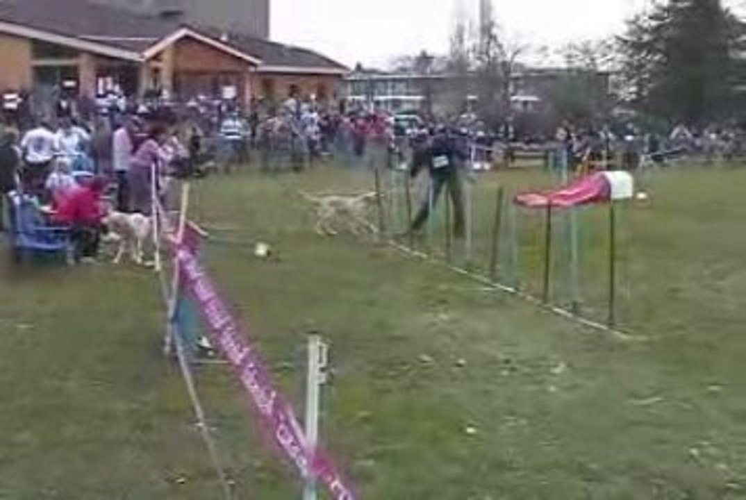 Alaska Jumping Agility Cote St Andre 14/03/2009