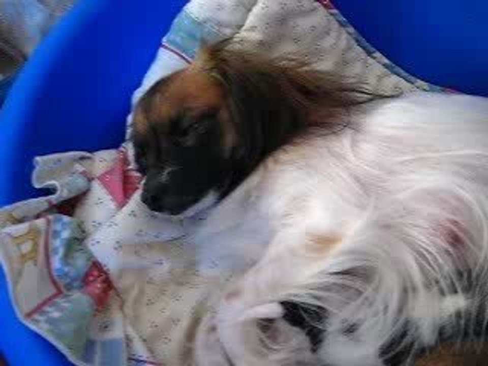 Les babynous de Babou