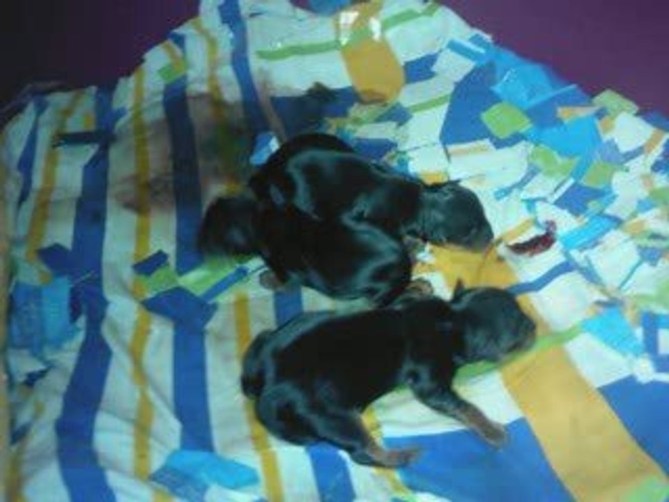 Mise bas.2MSWMM_0001