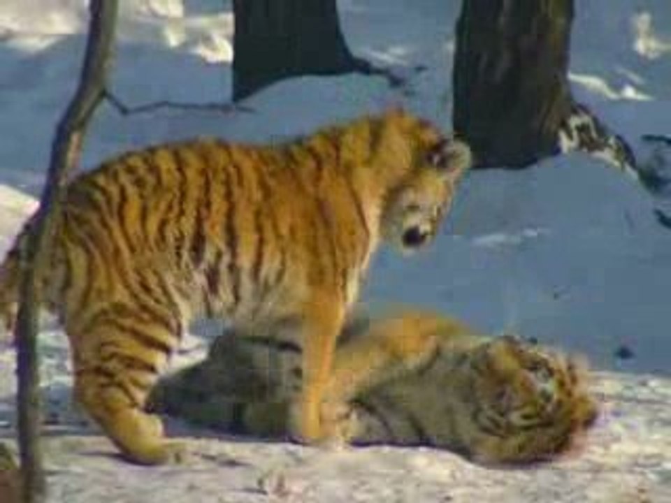 TIGRE DE SIBERIE