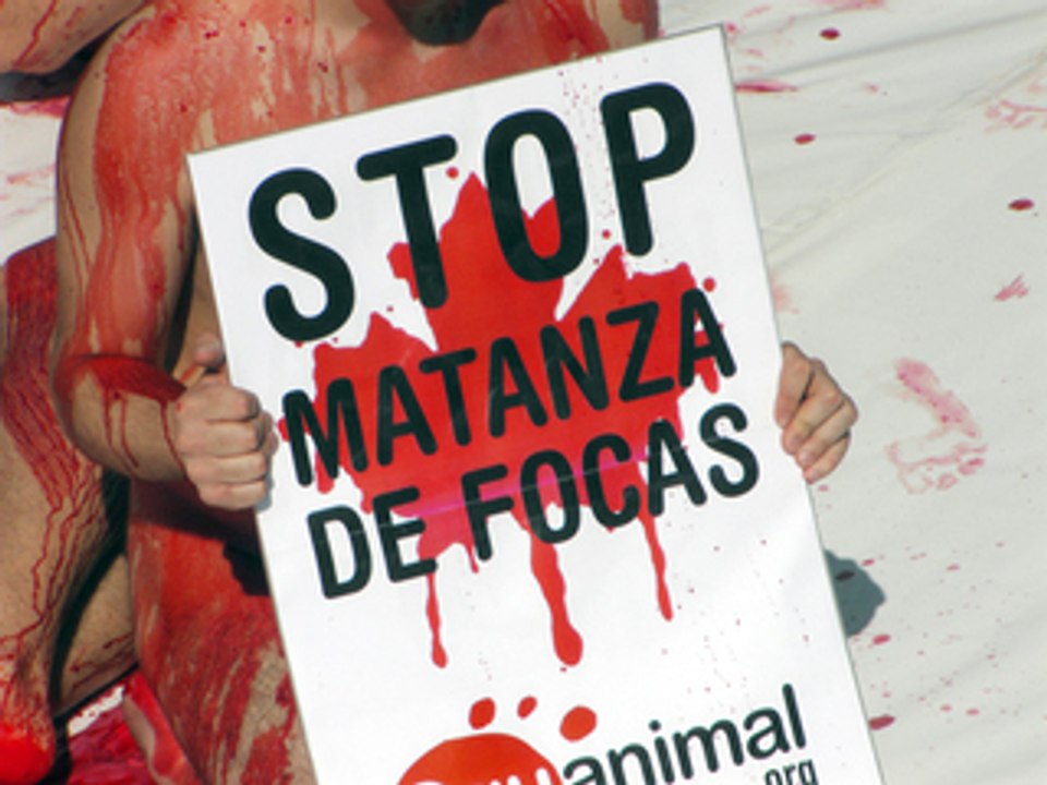 Activistas protestan desnudos contra la matanza de focas