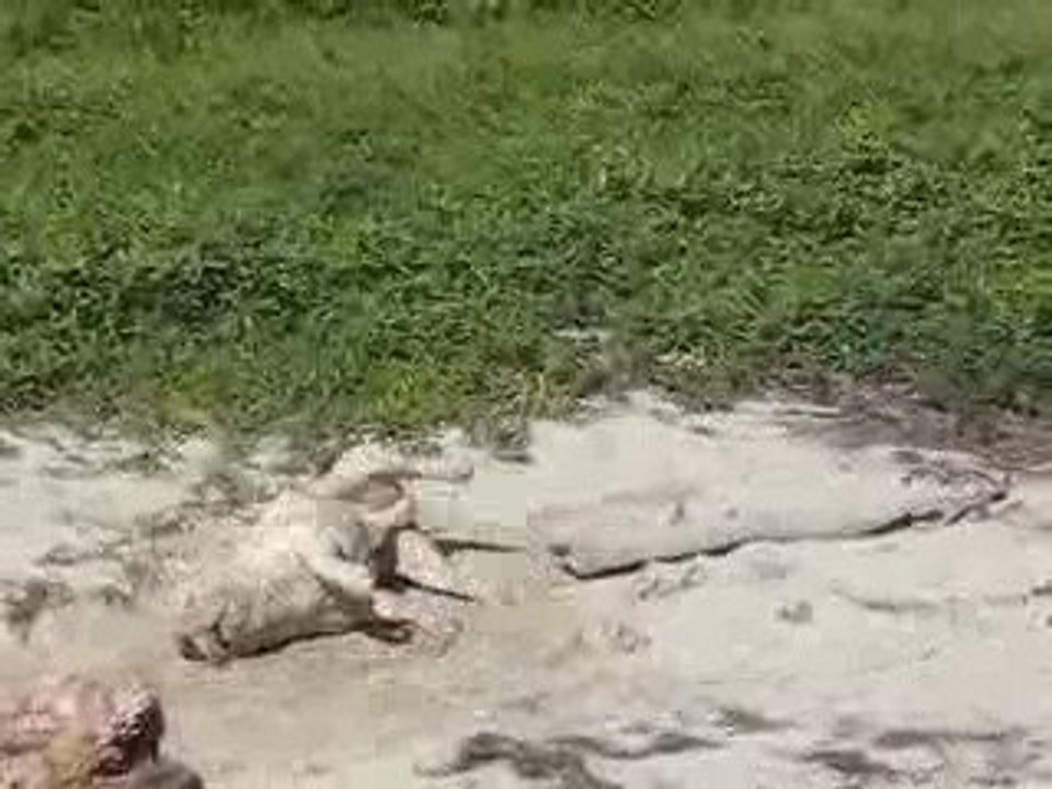 Fernand n'aime pas l'eau